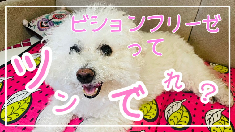 ビションフリーゼの性格は実はツンデレ 暮らしてわかった10の特徴 もふワン ビションフリーゼ ビションフリーゼの性格は実はツンデレ 暮らしてわかった10の特徴 もふワン ビションフリーゼ