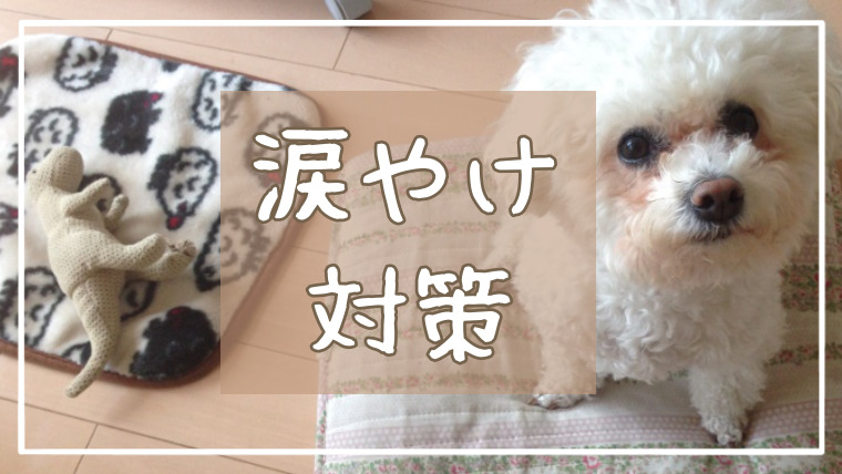 ビションフリーゼの涙やけ対策 効果があったフードとお手入れを紹介 もふワン ビションフリーゼ